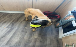 Belgian Shepherd Dog dogs for sale: Beautiful Mali  - Advert 7