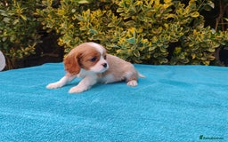 Cavalier King Charles Spaniel dogs for sale: KC Beautiful Cavalier King Charles puppies - Image 19
