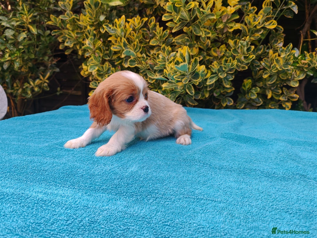 Cavalier King Charles Spaniel dogs for sale: KC Beautiful Cavalier King Charles puppies - Image 19