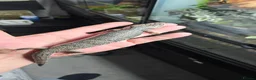 Skink reptiles for sale: Proven Female pink tounge skink - Advert 6