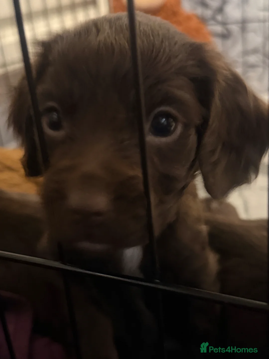 Sprocker dogs for sale: Sprocker - Advert 2