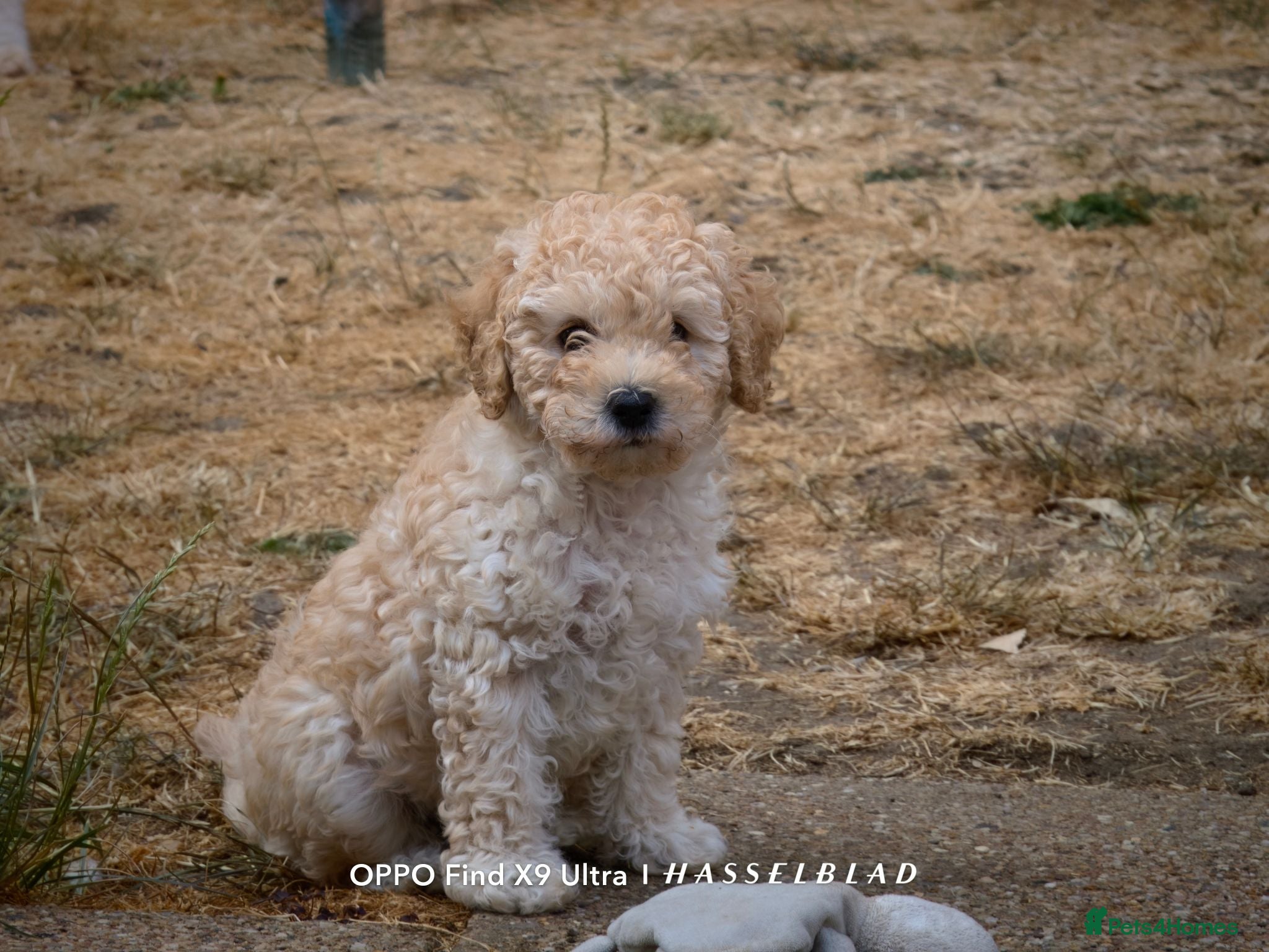 Miniature Poodle dogs Beautiful Miniature Apricot Poodle Puppy - Advert 1
