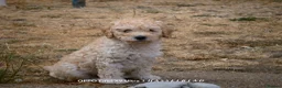 Miniature Poodle dogs for sale: Beautiful Miniature Apricot Poodle Puppy in Nottingham - Advert 1
