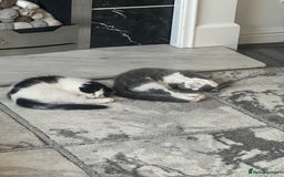 Scottish Fold cats for sale: Kittens  - Image 7