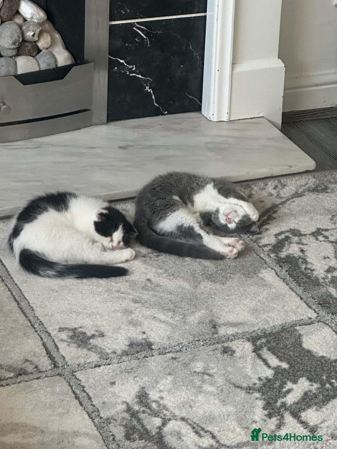 Scottish Fold cats for sale: Kittens  - Image 7