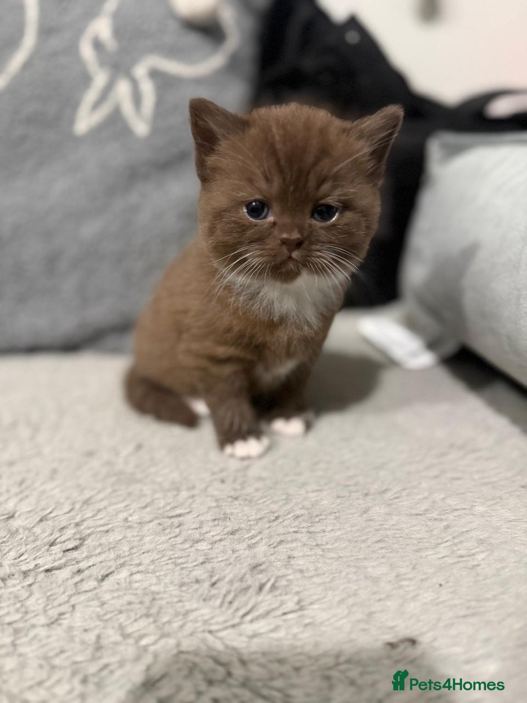 British Shorthair cats for sale: Charming British Shorthair Kittens - Image 12
