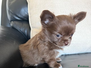 Chihuahua dogs Chihuahua puppies - Advert 3