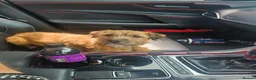 Mixed Breed dogs for sale: Teddy border terrier cross 4yrs in Wigan - Advert 11