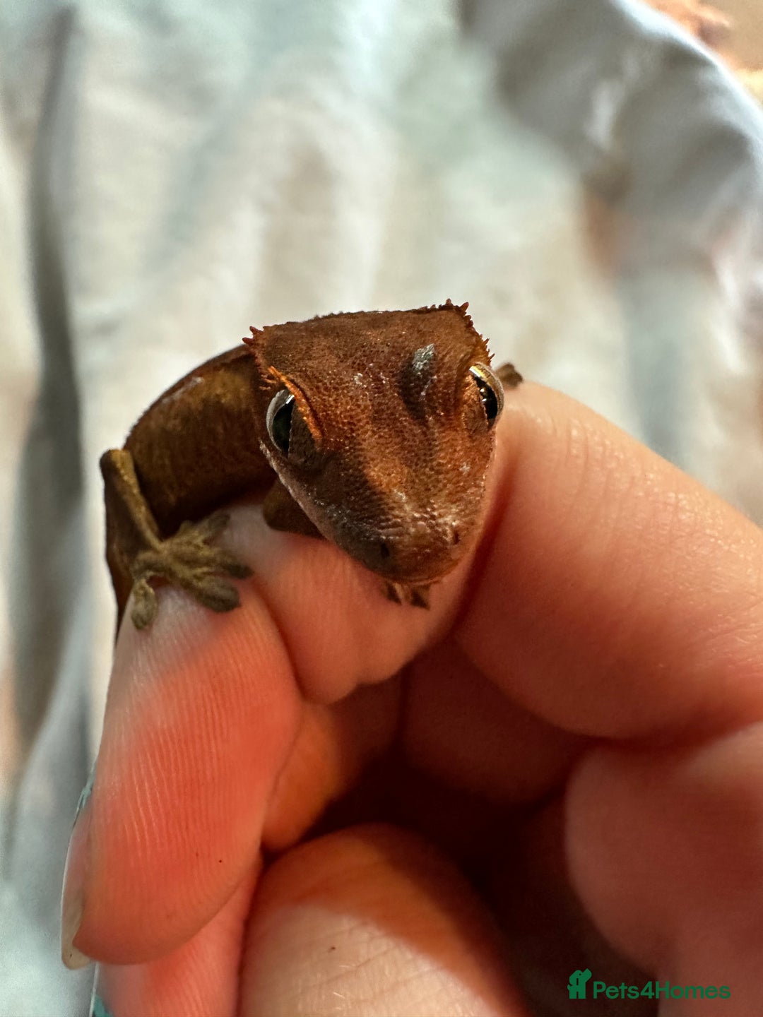 Gecko reptiles for sale: Crested geckos  - Advert 6