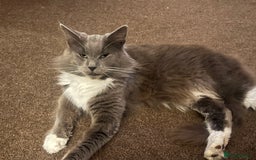 Maine Coon cats for sale: Maine coon mother and son  - Image 10