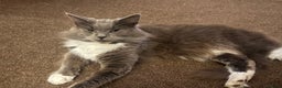 Maine Coon cats for sale: Maine coon mother and son  - Advert 10