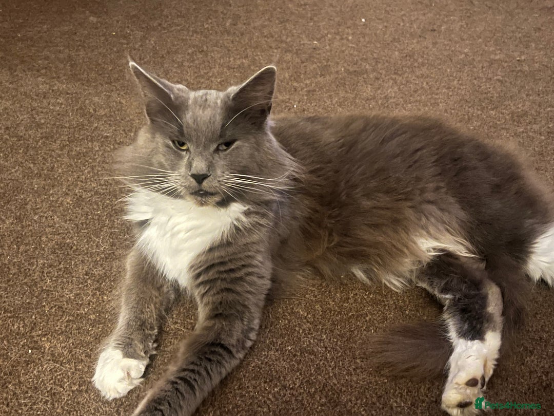 Maine Coon cats for sale: Maine coon mother and son  - Image 10