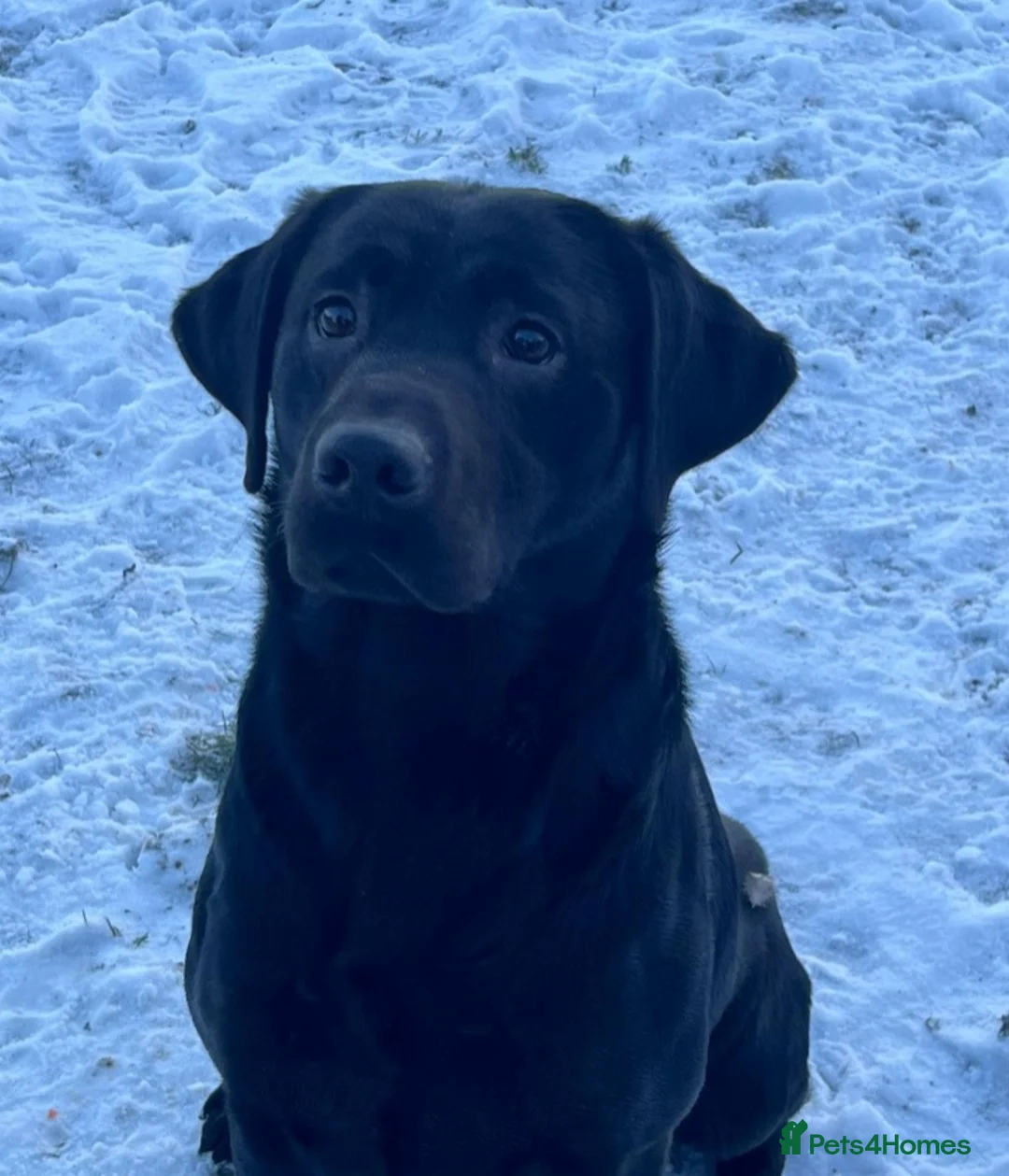 Labrador Retriever dogs for stud: STUNNING LABRADOR - STUD  - Advert 7