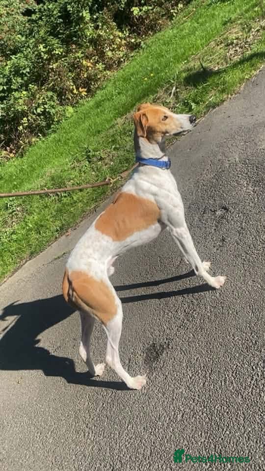 Lurcher dogs Bandit  - Advert 5