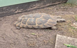 Tortoise reptiles for sale: Spur thighed tortoise female - Image 2