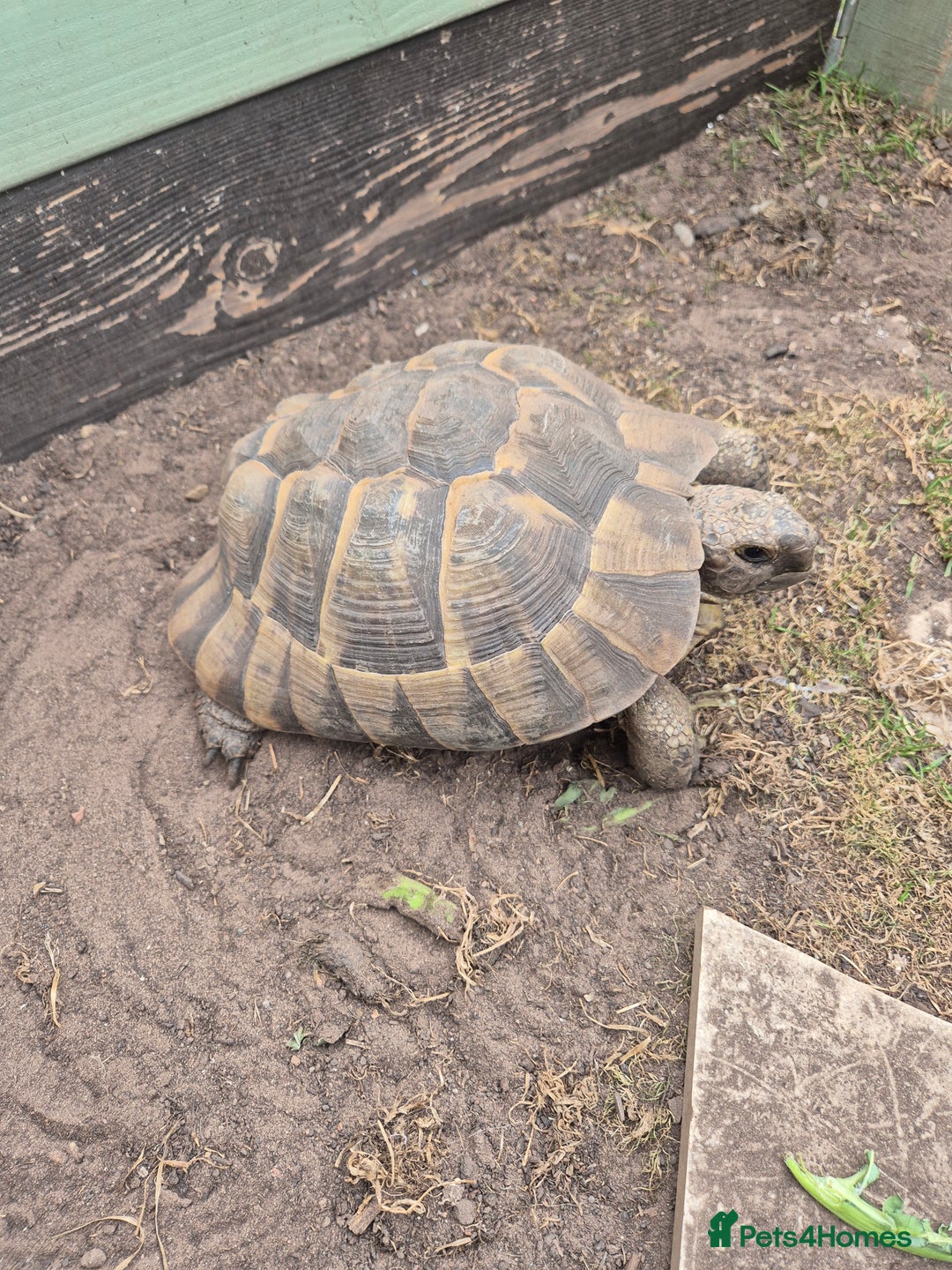 Tortoise reptiles for sale: Spur thighed tortoise female - Image 2