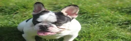 French Bulldog dogs for sale: X1 Platinum boy and x1 Black pied girl  - Advert 4