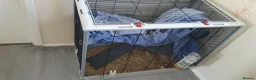 Rat rodents for sale: Rat plus set up for rehome - Advert 2