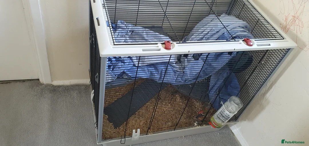 Rat rodents for sale: Rat plus set up for rehome - Advert 2