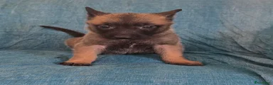 Puppy 3