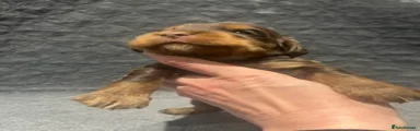 Cocker Spaniel Puppy 5