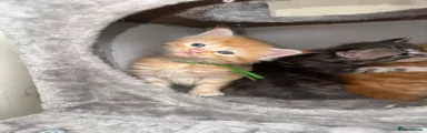 Maine Coon Kitten 1