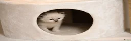 Ragdoll cats for sale: Blue Point Ragdolls | Celestial Litter - Advert 23