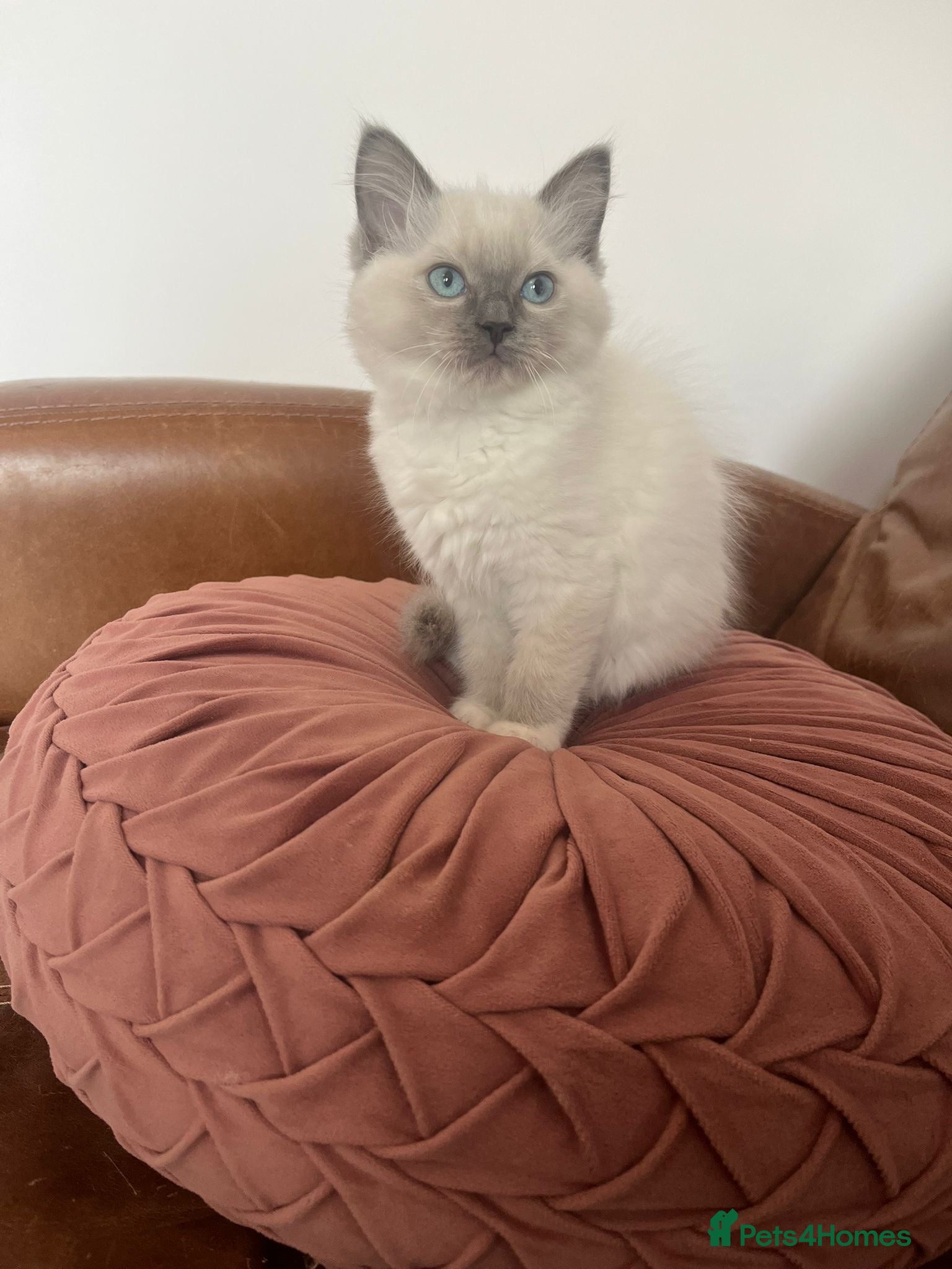 Ragdoll cats Beautiful Ragdoll kittens for sale - Advert 2