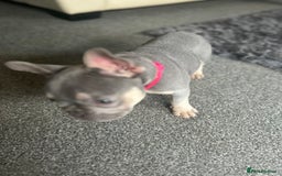 French Bulldog dogs for sale: *READY TO LEAVE* stunning lilac/tan girl frenchie - Image 26