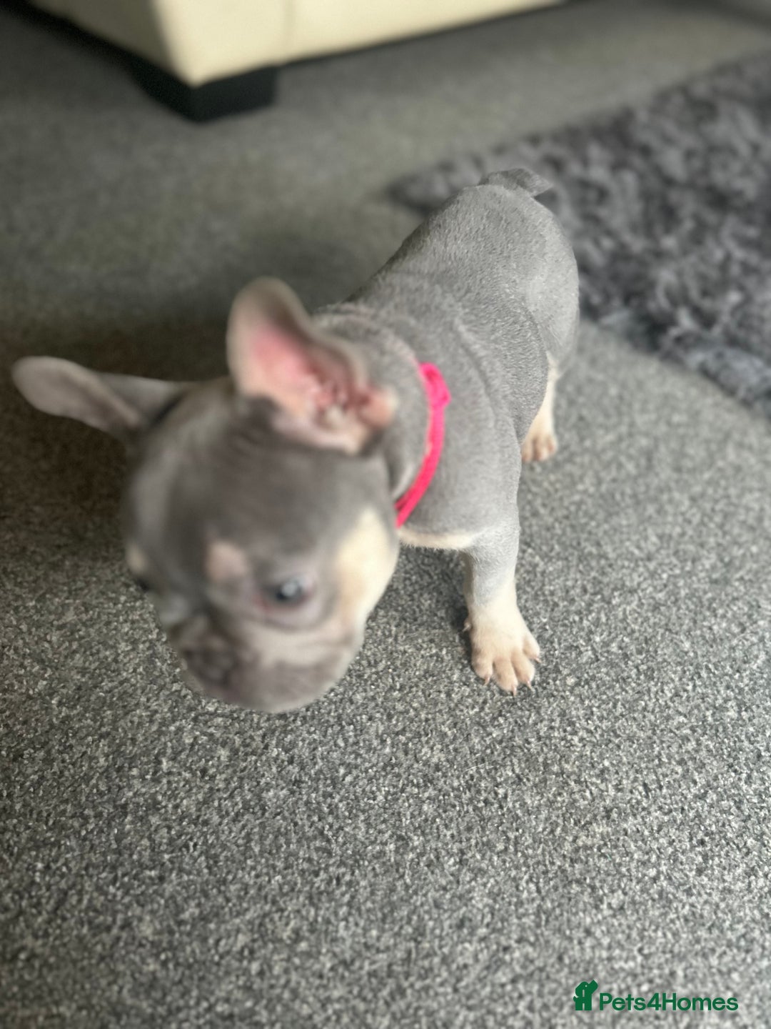 French Bulldog dogs for sale: *READY TO LEAVE* stunning lilac/tan girl frenchie - Image 26