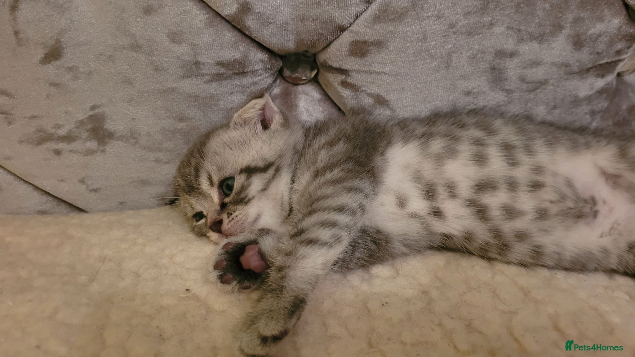 Scottish Fold cats Scottish fold kittens Blue spotted  - Advert 2