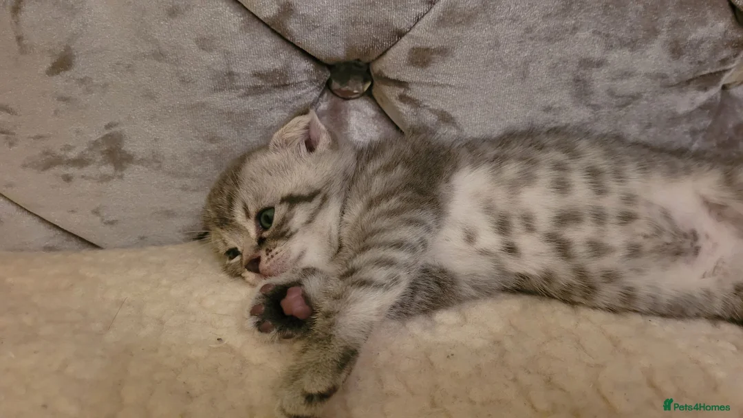 Scottish Fold cats for sale:  kittens looking for forever family  - Advert 1