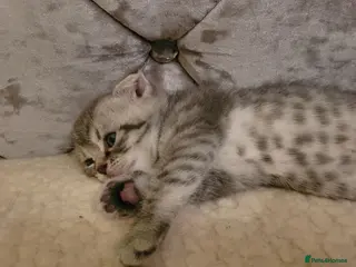 Scottish Fold cats Scottish fold kittens Blue spotted - Advert 2