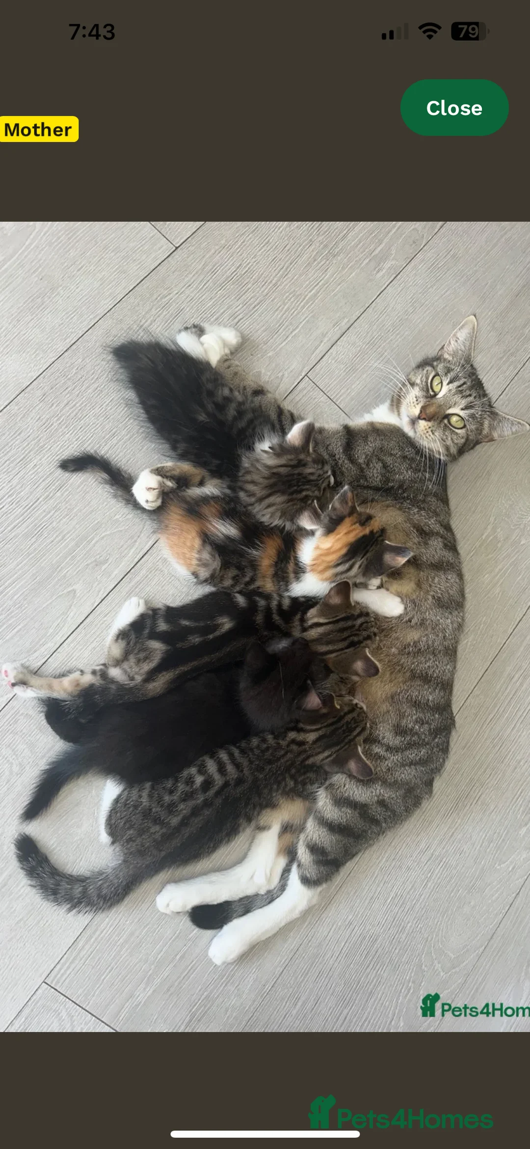 Mixed Breed cats for sale: 14 week old male kitten - Advert 2