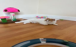 British Longhair cats for sale: Red and white British Long Hair Male  - Image 7