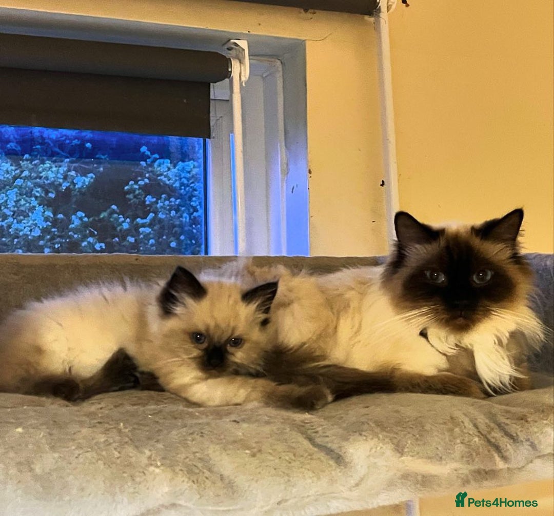 Ragdoll cats for sale: 🐾GCCF pedigree boy - Image 4