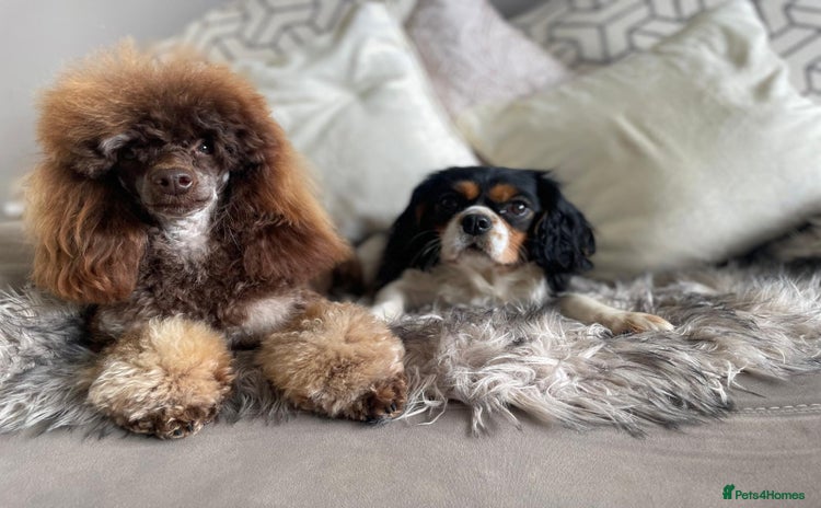 Cavapoo dogs - Advert 4