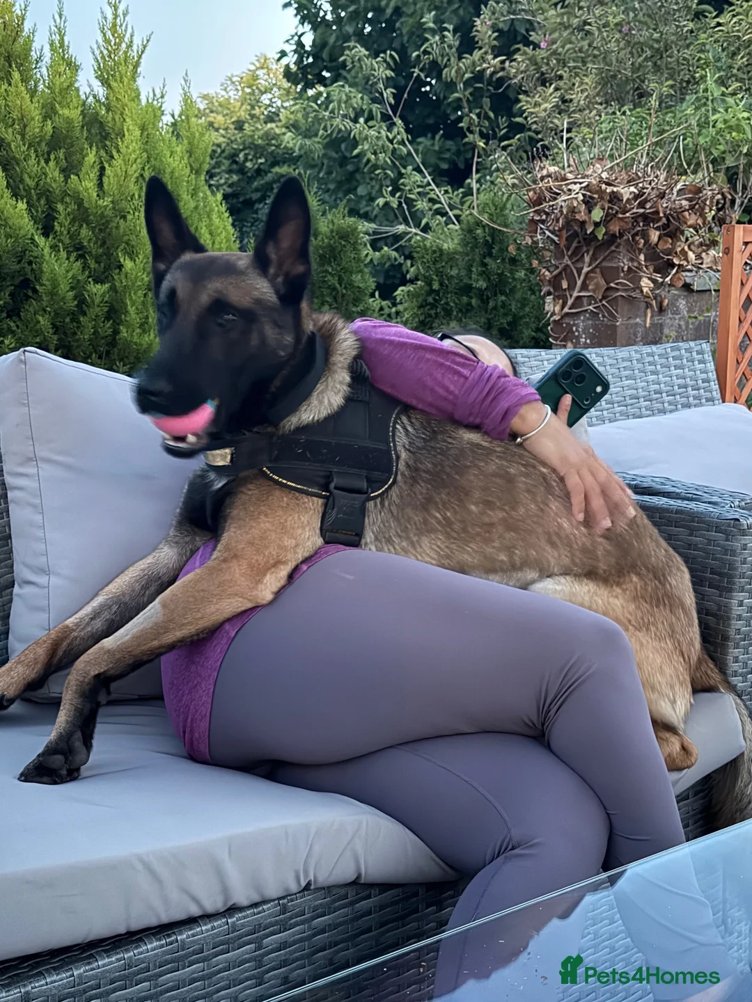 Belgian Shepherd Dog dogs for sale: Belgian Shepherd Dog (Malinois) - Advert 2