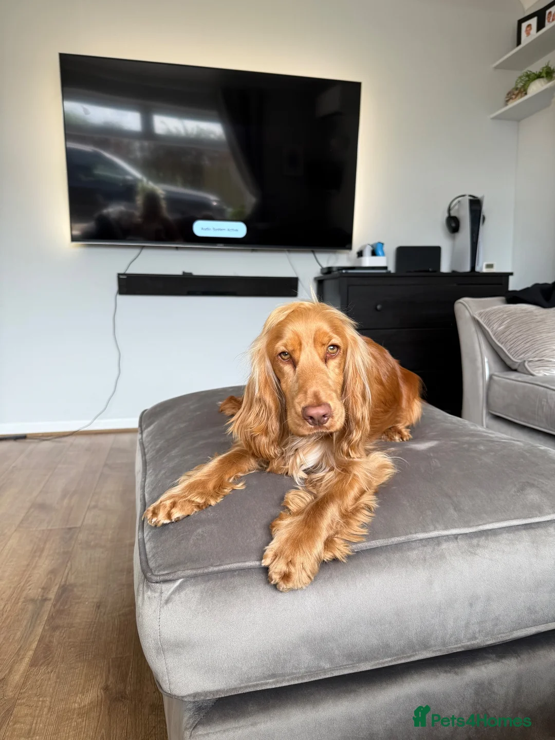 Cocker Spaniel dogs for sale: 🐾 SHOW COCKER SPANIEL PUPPIES FORSALE 🐾  in Wisbech - Advert 20