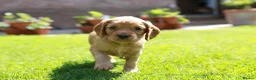 Cocker Spaniel dogs for sale: Gorgeous Working Cocker Spaniel Pups  - Advert 20