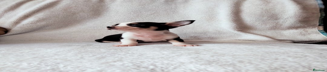 Chihuahua Puppy 6