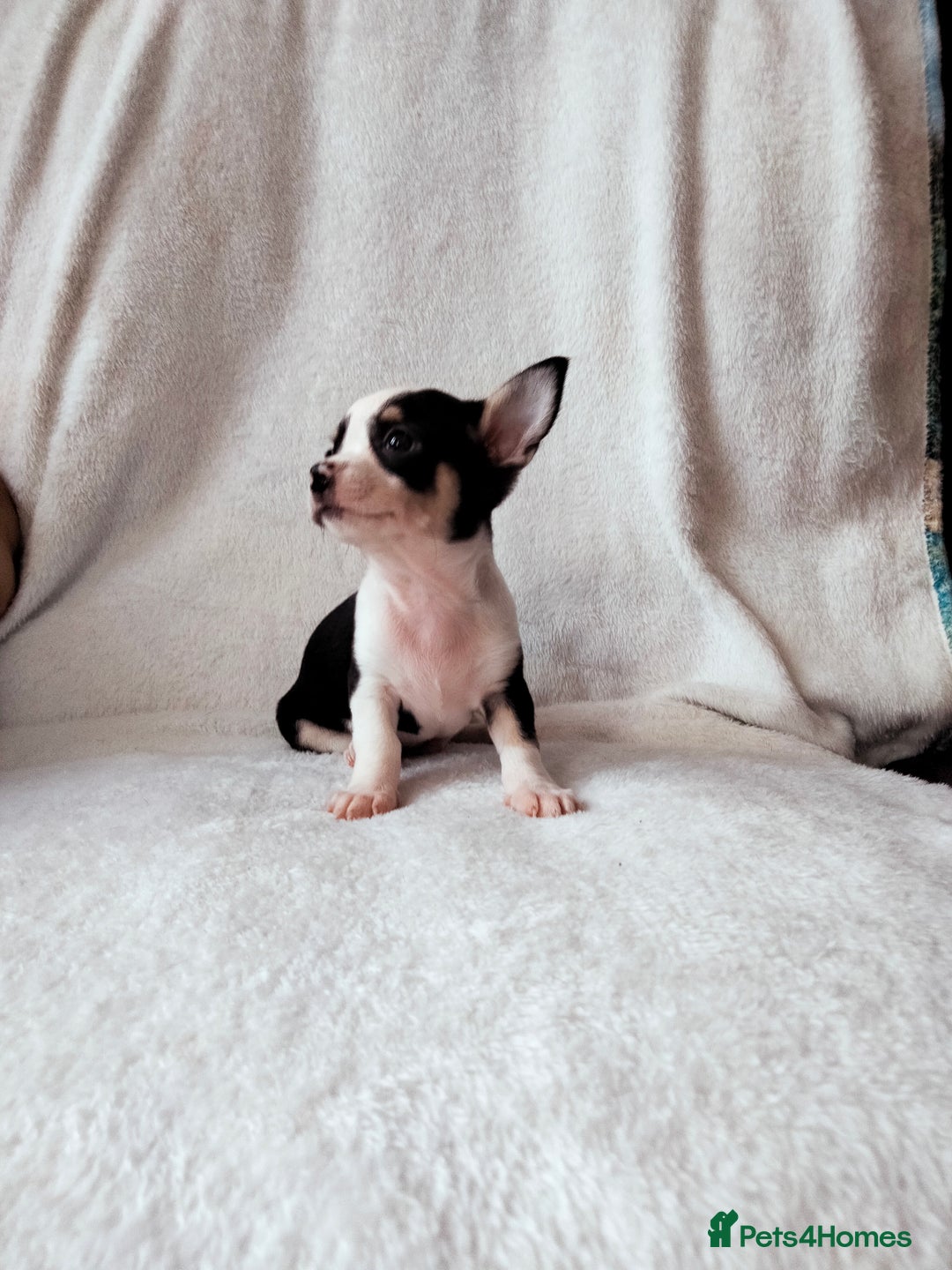 Chihuahua dogs for sale: Gorgeous Baby Chihuahua puppies  - Image 3