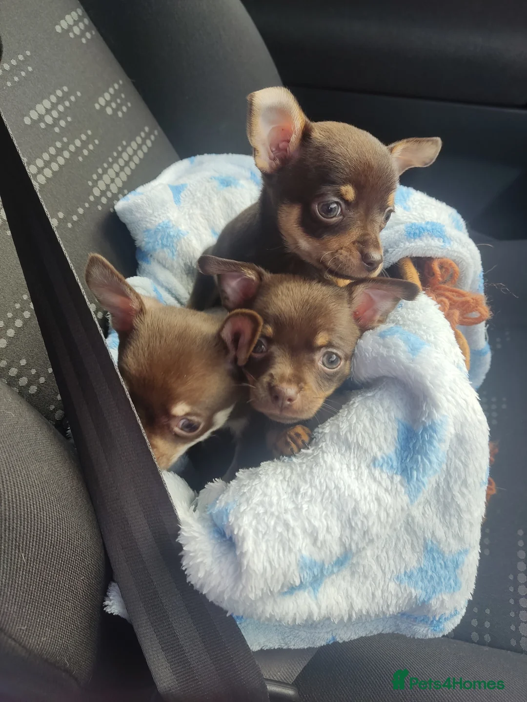 Chihuahua dogs for stud: Chocolate Tri  for stud in Ipswich - Advert 4