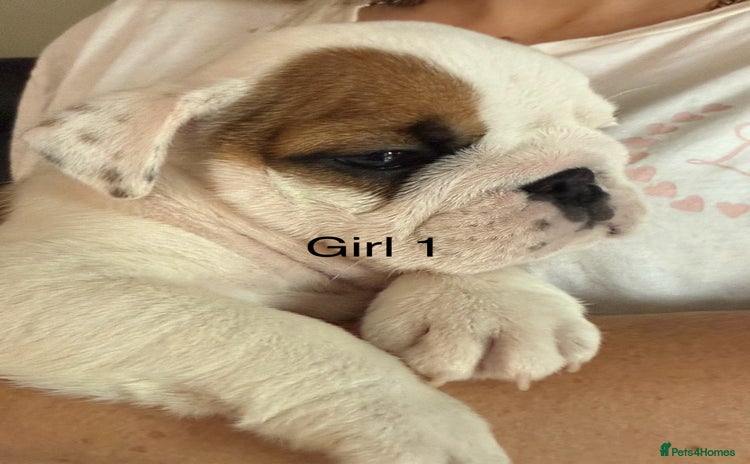 English Bulldog dogs - Advert 4