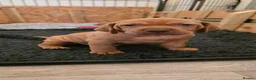 Hungarian Vizsla dogs for sale: Stunning KC Registered Hungarian Vizslas - Advert 9