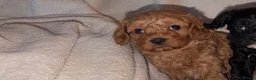 Cavapoo dogs for sale: 🐶 Adorable Cavapoo Puppies 🐶  - Advert 2