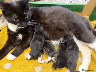 Mixed Breed cats 2 girl kittens left calico and black with blue - Advert 1