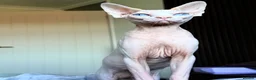 Sphynx cats for sale: Female Sphynx - Advert 16