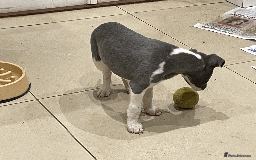 Whippet dogs for sale: Whippet puppies Northamptonshire - Image 14