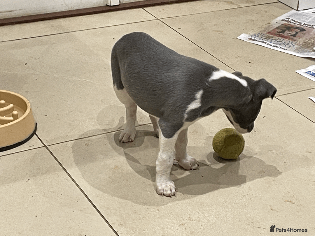 Whippet dogs for sale: Whippet puppies Northamptonshire - Image 14
